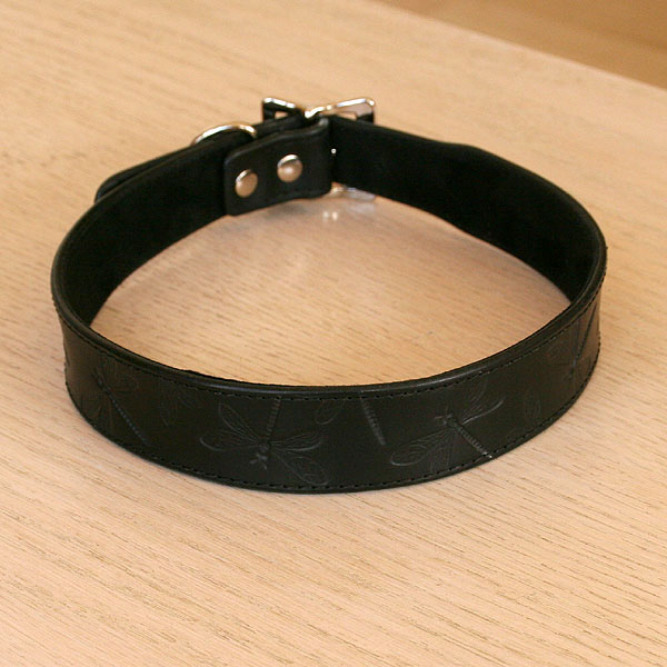 black-standard-collar-dragonflies_2