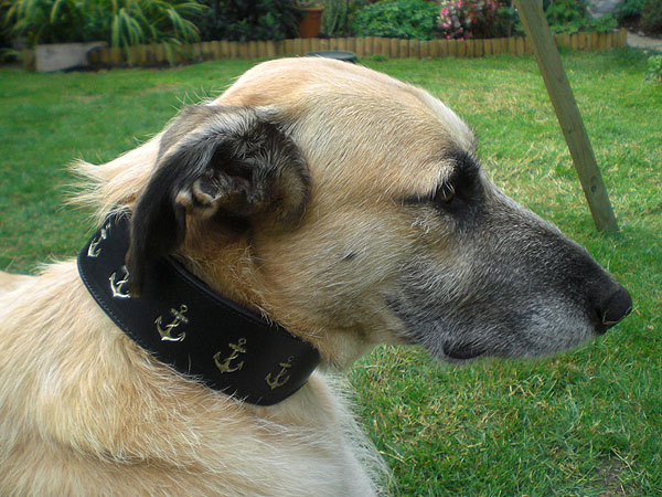 Jack-in-his-anchors-collar