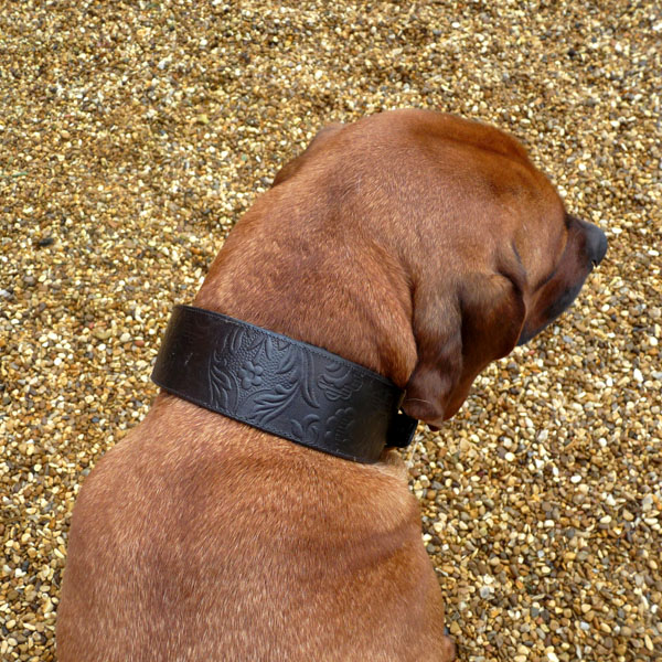 brocade_ridgeback_1