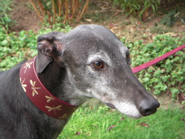 gap-alfie-greyhound_1