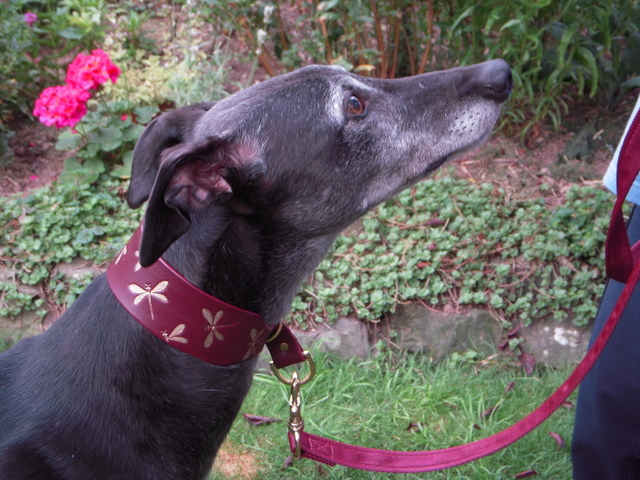 gap-alfie-greyhound_2