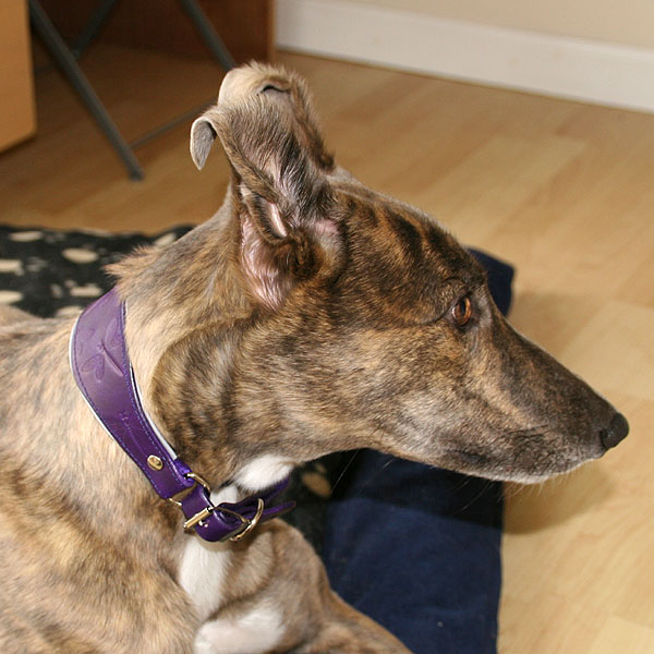 purple-buckle-martingale-test_6