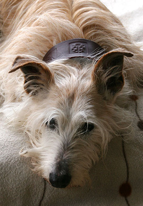 Alfie dog wearing a lurcher collar
